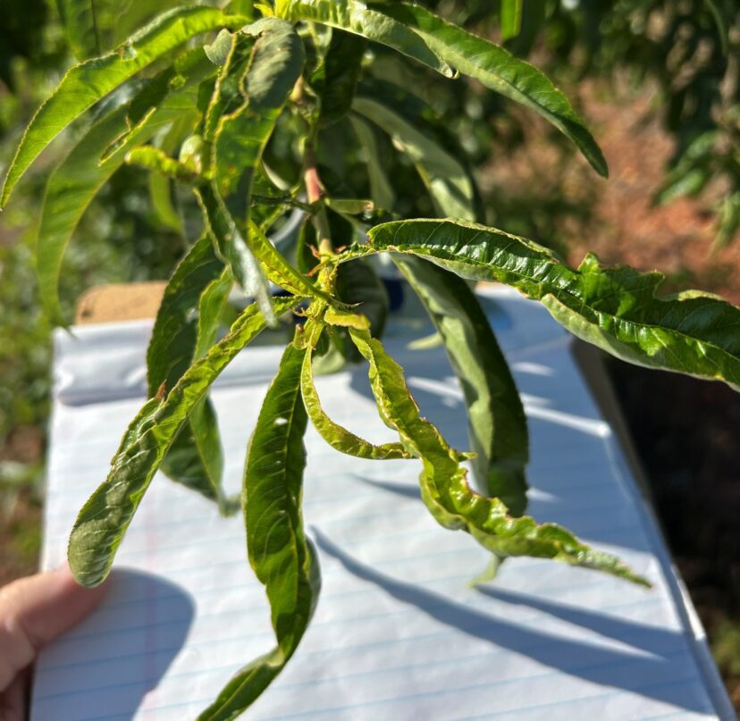 Crinkled peach leaves from a severe thrips infestation