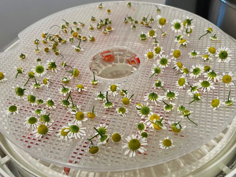 “Freshly harvested chamomile flowers on dehydrator trays before drying.”