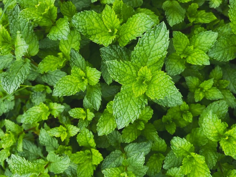 “Healthy spearmint (Mentha spicata) foliage growing in an herbal tea garden.”