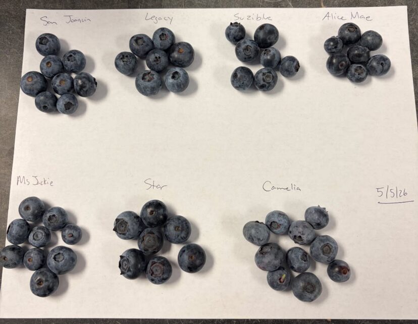 “Highbush blueberry cultivar comparison from CREC trials”