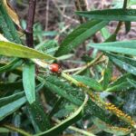 A Healthy Landscape Is More Than Just Plants: Creating a Thriving Ecosystem