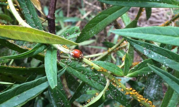 A Healthy Landscape Is More Than Just Plants: Creating a Thriving Ecosystem
