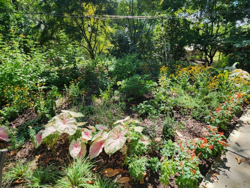 Mixed annuals, perennials, shrubs, and bulbs blooming throughout the growing season in a South Carolina garden.