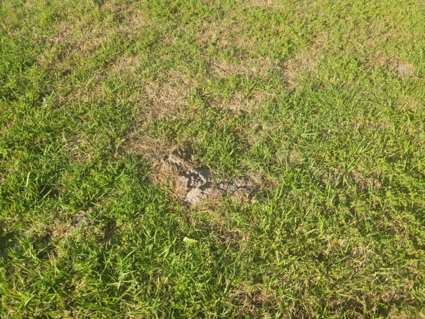 Mole tunnel ridges and soil mounds in a lawn caused by tunneling activity.