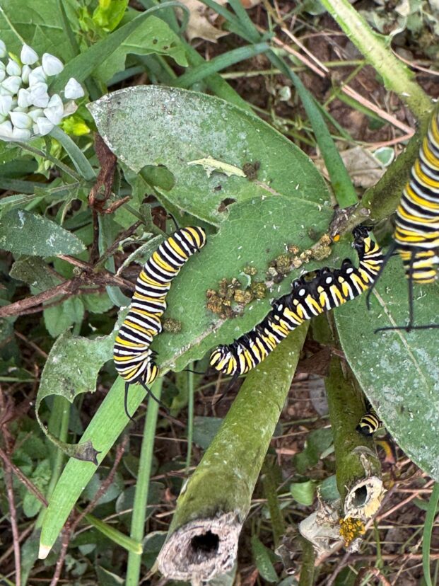 Monarch caterpillars feeding on milkweed alongside beneficial insects