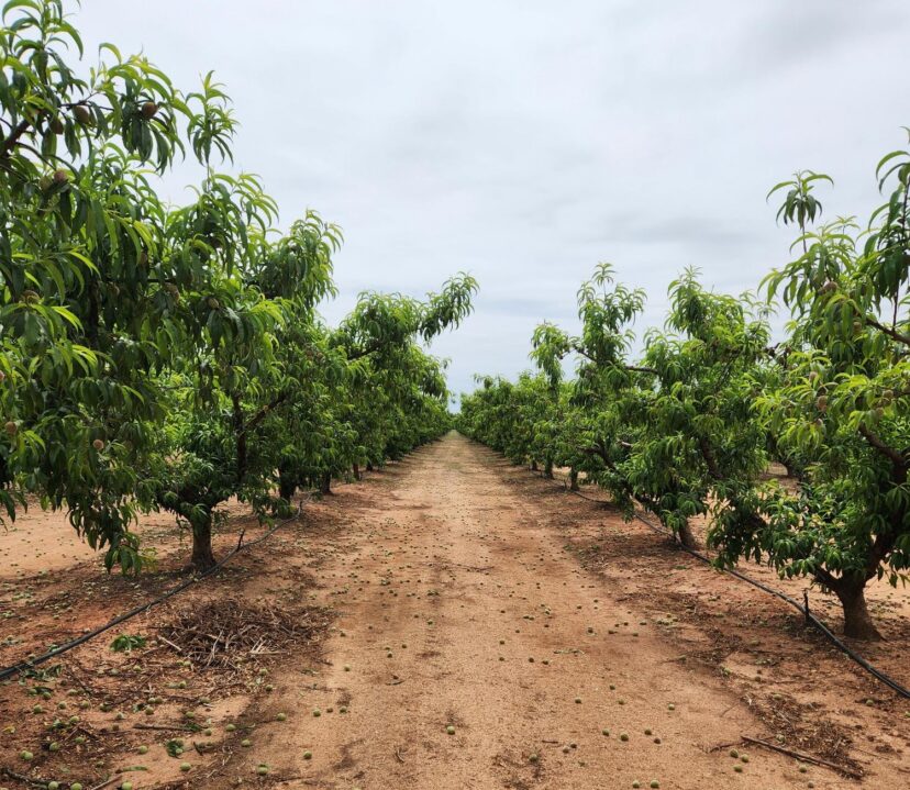 Peach orchard with late-season varieties thinned to improve fruit size and quality