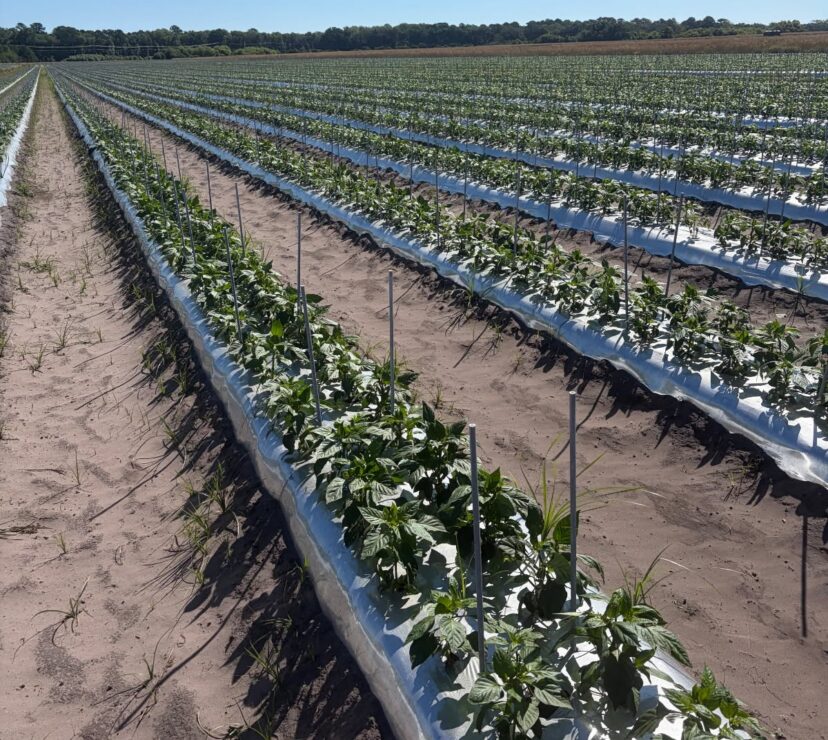 Pepper plants growing on reflective mulch used to reduce insect pressure and virus transmission in South Carolina vegetable production