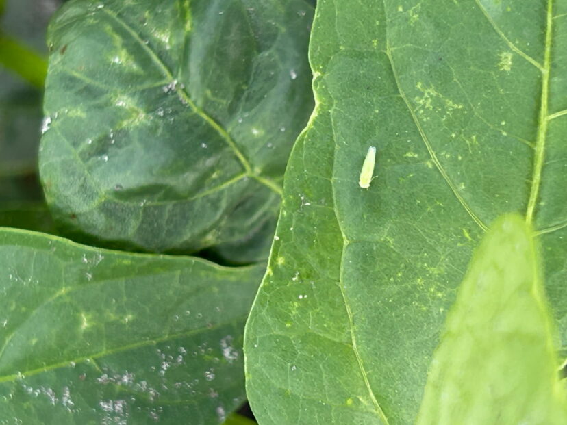 “Potato leafhopper on bean foliage”