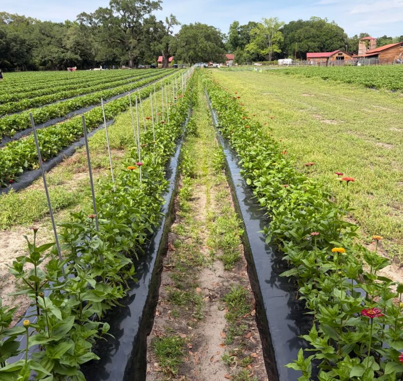 Rows of cut flowers growing on black plastic mulch beside strawberry fields at a South Carolina farm, demonstrating how flower production can help maintain customer traffic between strawberry and summer produce seasons.
