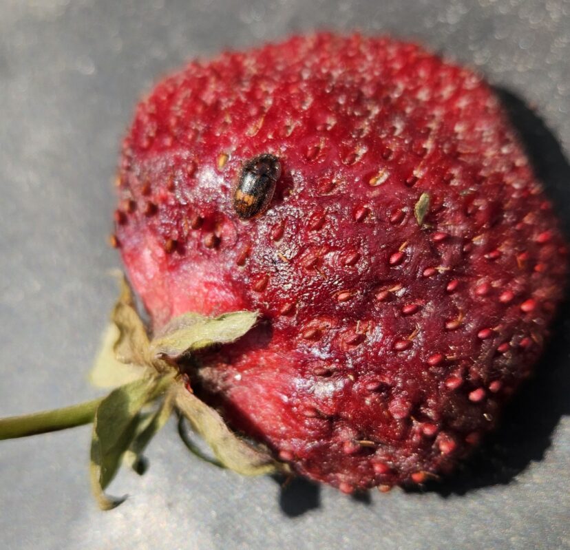 “Sap beetle feeding on overripe strawberry”