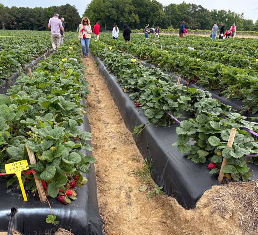Strawberry cultivars planted side by side for variety comparison in field trial