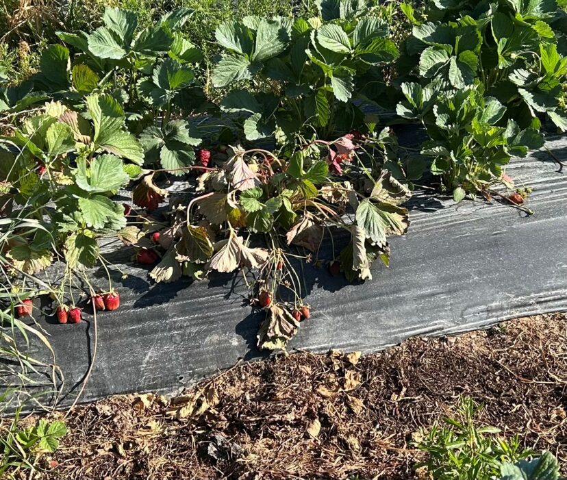 “Strawberry plant collapsing from root rot complex”
