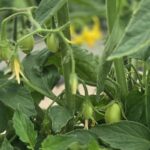 South Carolina Field Update (May 11, 2026): Insects and Disease Increase as Forecast Shows Warming Trend
