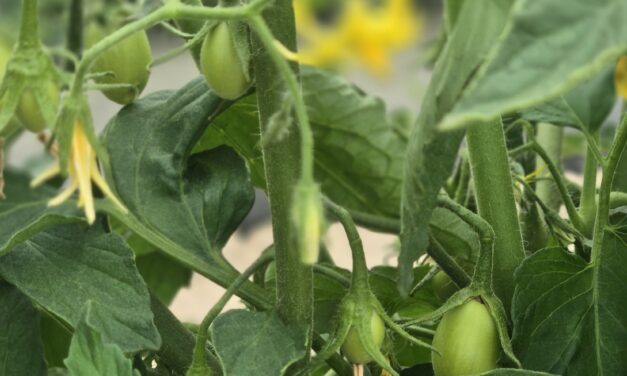 South Carolina Field Update (May 11, 2026): Insects and Disease Increase as Forecast Shows Warming Trend