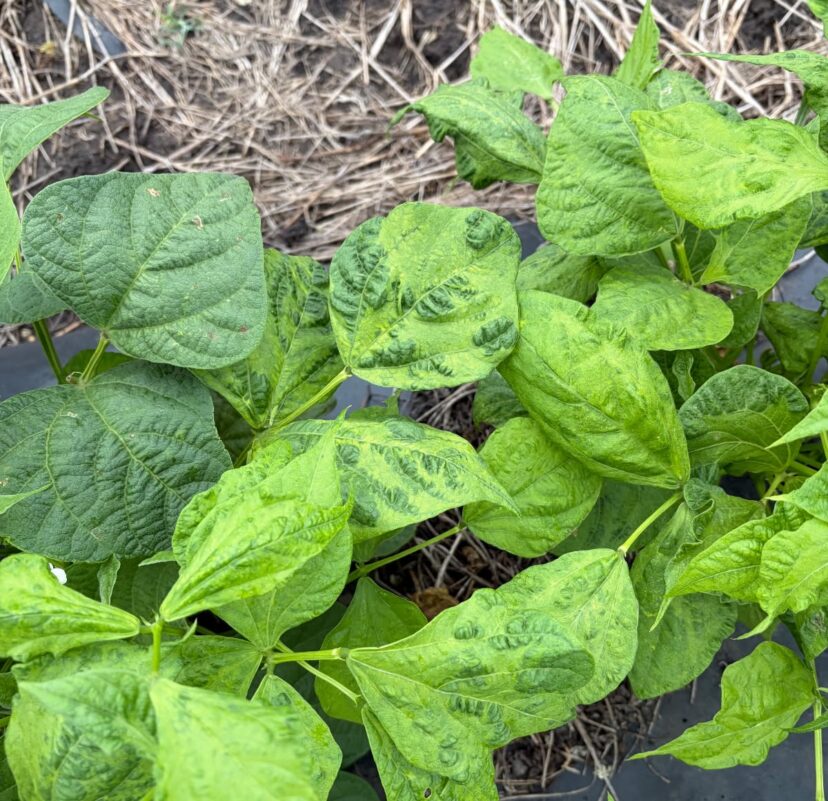 Virus symptoms in bean field showing spread pattern likely caused by insect transmission