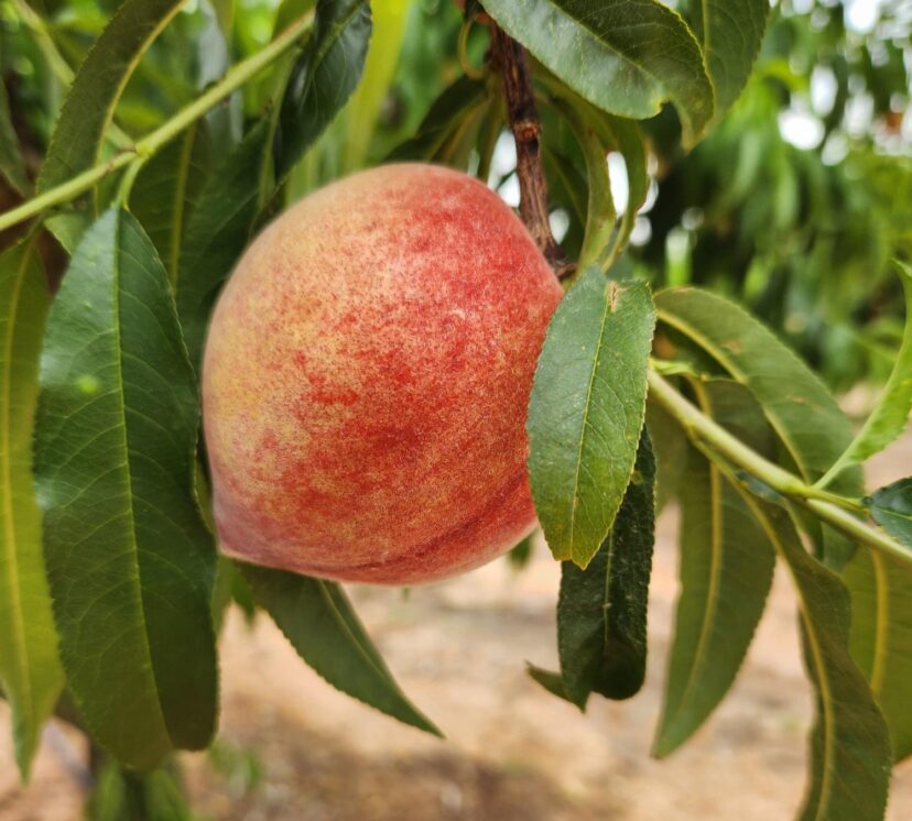 The first peaches were harvested along the Ridge. Sarah Scott, ©2026, Clemson Extension