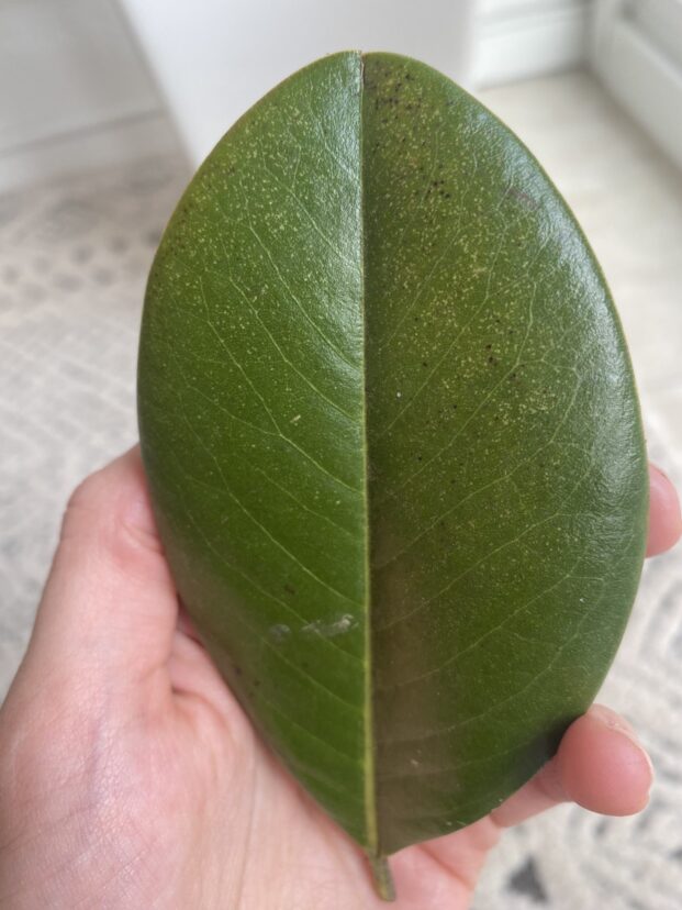 Close-up of magnolia leaves showing yellow stippling and speckled discoloration caused by spider mite feeding damage. Spider mites thrive in hot, dry weather and create a fine mottled pattern across the leaf surface.