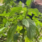 Creating Wildlife Habitat on Your Porch