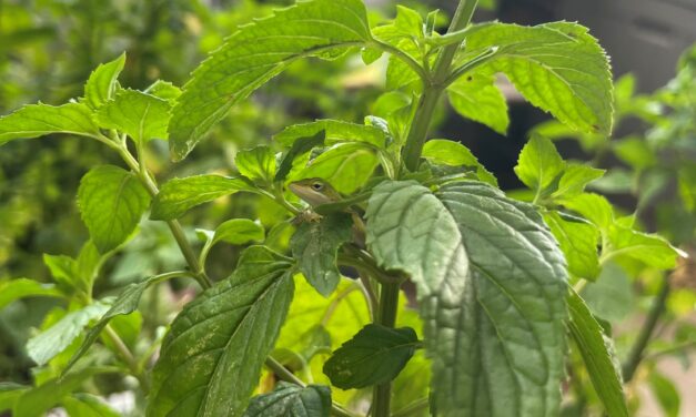 Creating Wildlife Habitat on Your Porch