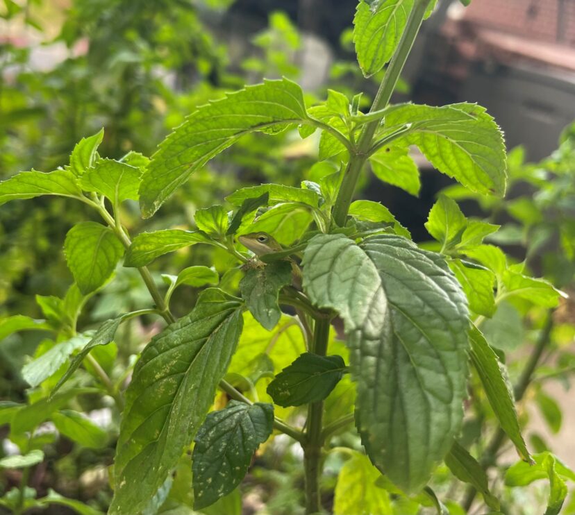 “Carolina anole resting among green porch container plants and foliage”