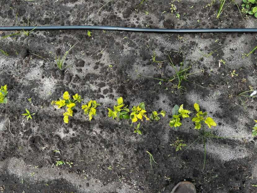 “Yellowing and stunting of beans caused by potato leafhopper feeding”