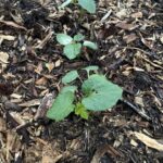 This Month in Your Garden May 2026