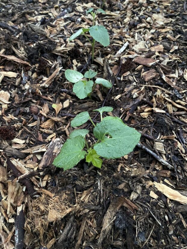 “Young okra plants sprouting in neat rows in Lowcountry garden soil.