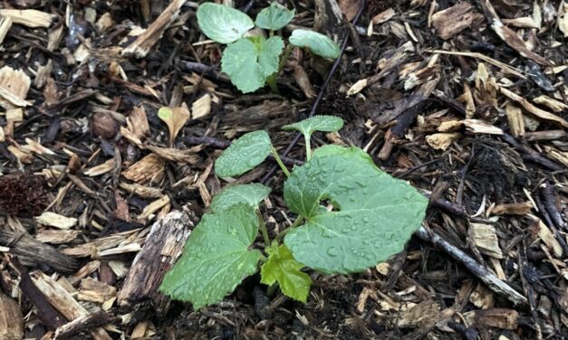 This Month in Your Garden May 2026