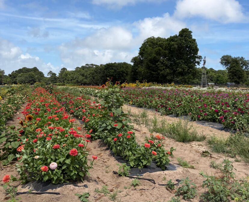 A field of flowers