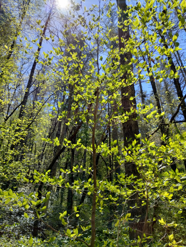 Wild mountain camellia (Stewartia ovata) growing in Sumter National Forest during spring leaf emergence. 