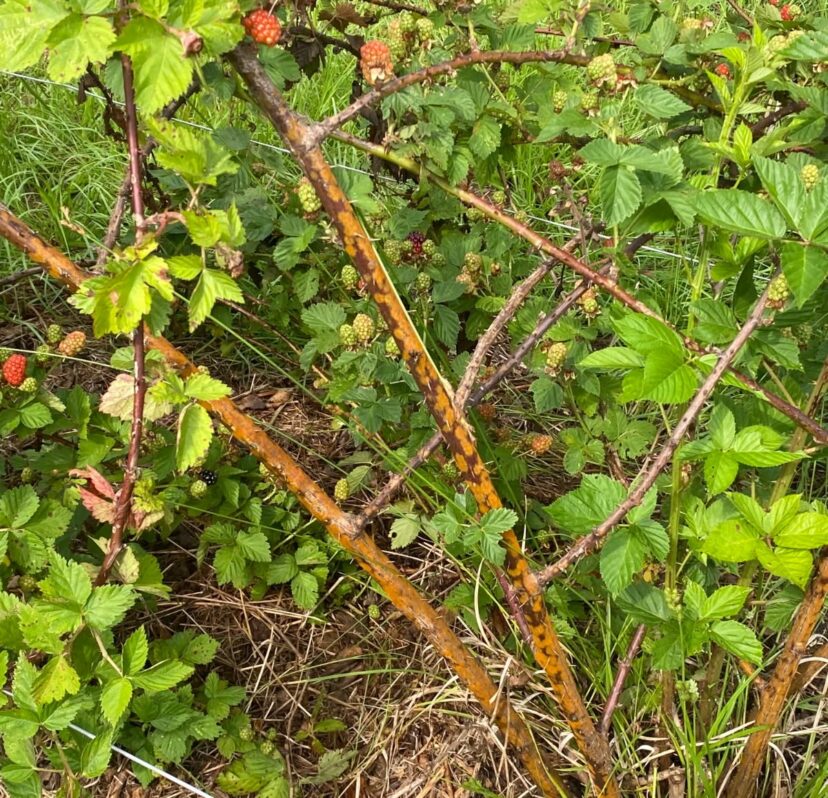 A close up of a bush with orange cane blotch