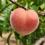 South Carolina Field Update (June 1, 2026): More Rain, More Disease, Lots to Harvest