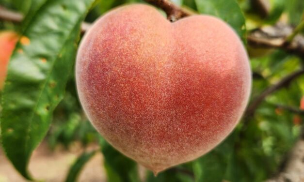 South Carolina Field Update (June 1, 2026): More Rain, More Disease, Lots to Harvest