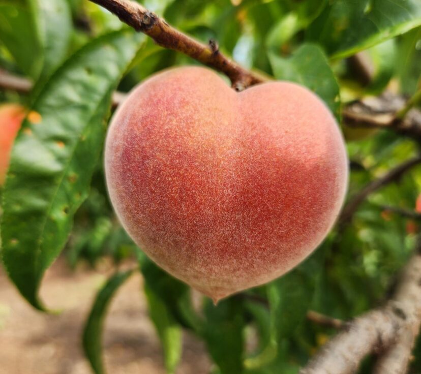 ripe peach ready for harvest
