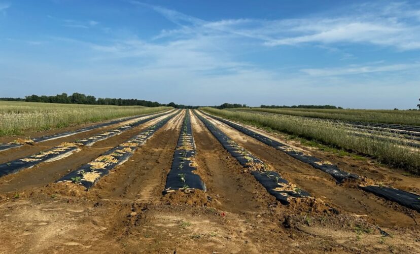 A field with black plastic coverings