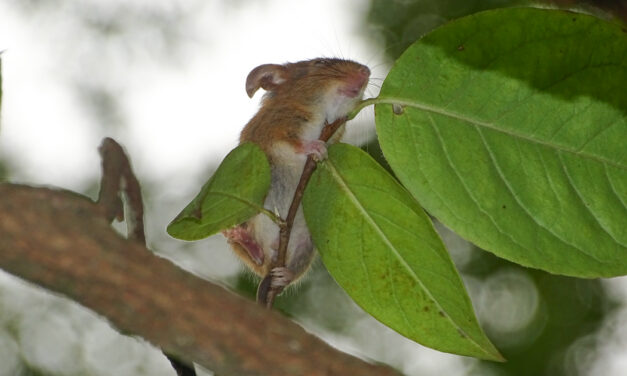 Native Stewartias: The American Camellia Relatives