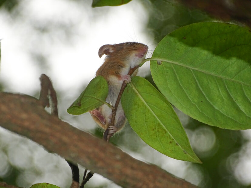 Mouse feeding on seeds while resting in a mountain camellia tree. 