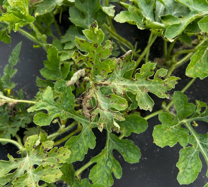 A watermelon plant with diseased leaves