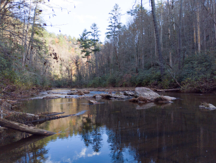 Native mountain camellia habitat along the Chattooga River in Sumter National Forest. 