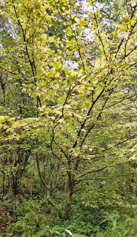  Yellow fall foliage of cultivated silky camellia growing in Georgia. 