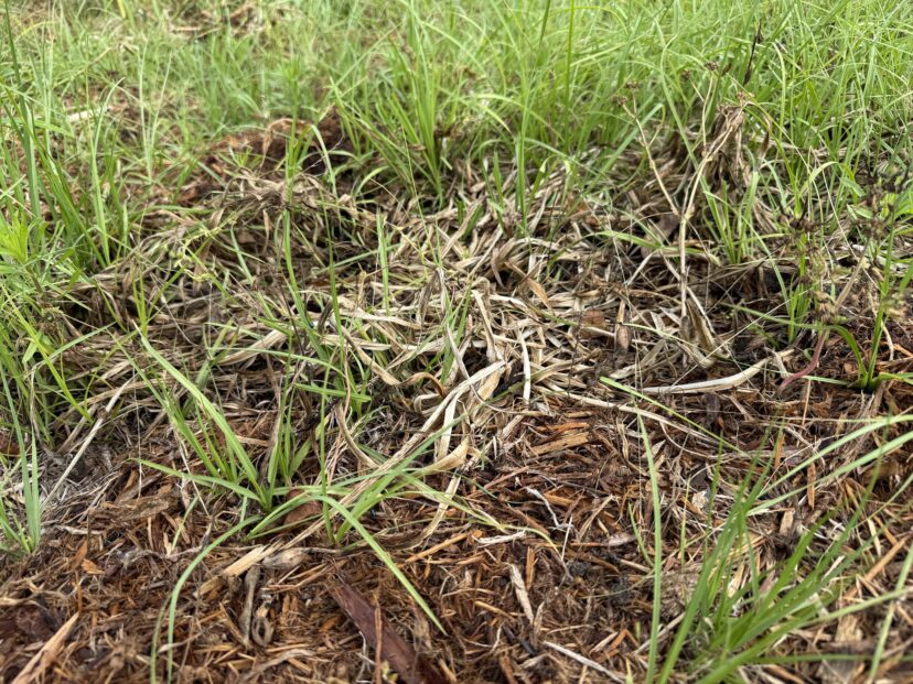 Dense clump of bulb foliage growing in a mulched garden bed before division.