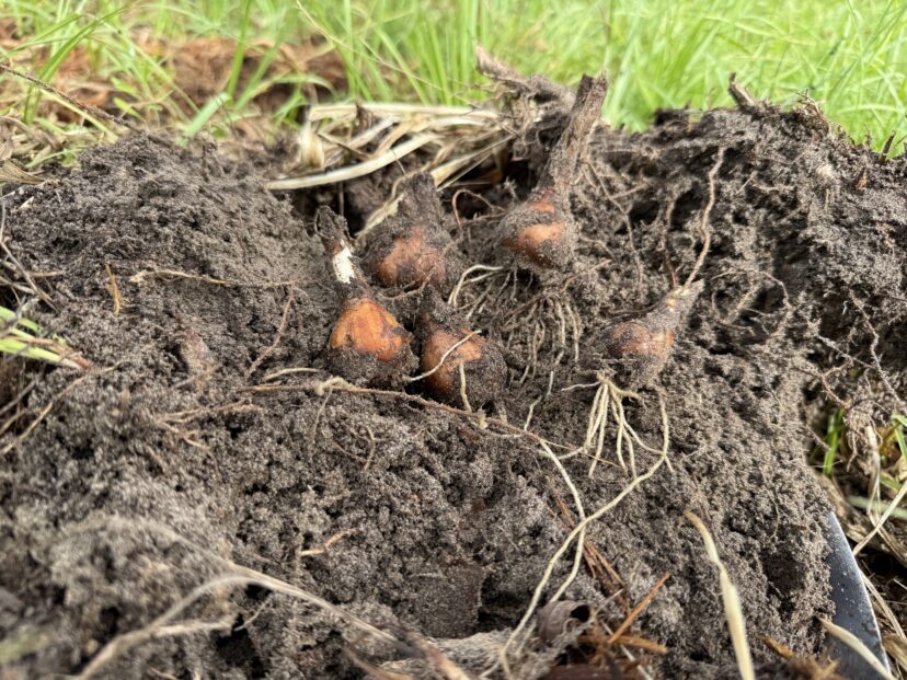 Close-up of healthy bulbs attached to a divided clump after digging.
