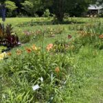 This Month in Your Garden – June 2026