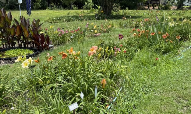 This Month in Your Garden – June 2026