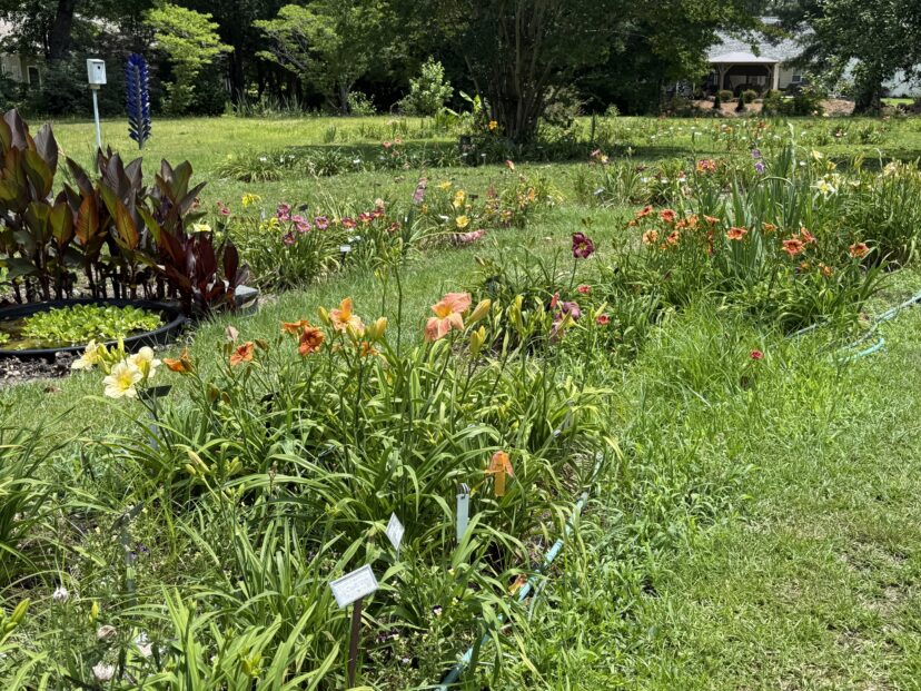 daylillies in bloom