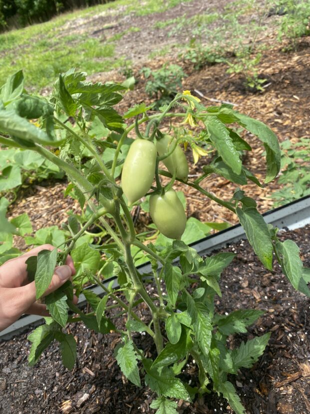 Green Roma tomatoes growing on a tomato plant in a mulched raised garden bed.