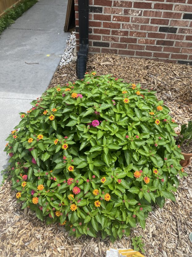Mounded lantana shrub covered with orange, yellow, and pink flower clusters in a mulched landscape bed.
