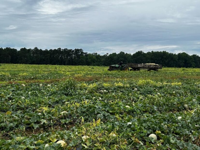 A trailer loaded with freshly harvested cantaloupes arriving from a South Carolina field during summer harvest season.