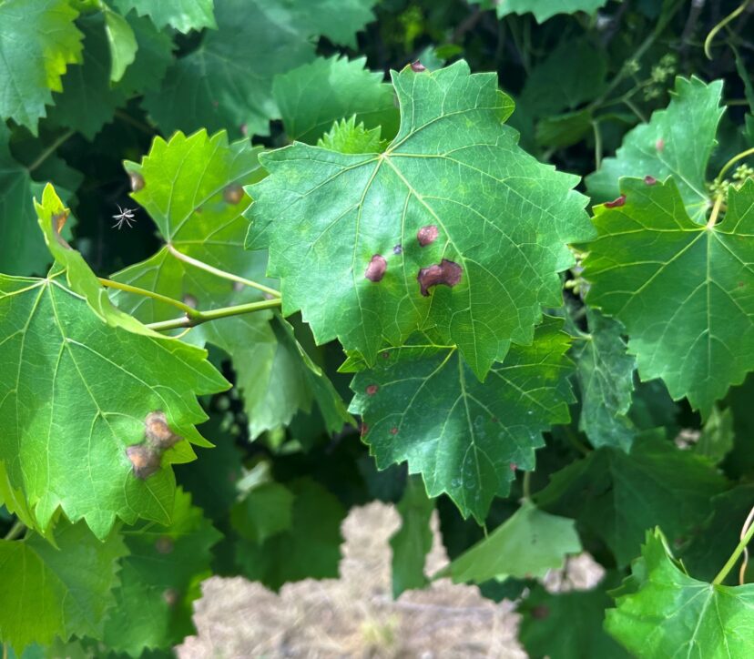 Black rot symptoms on muscadine leaves.