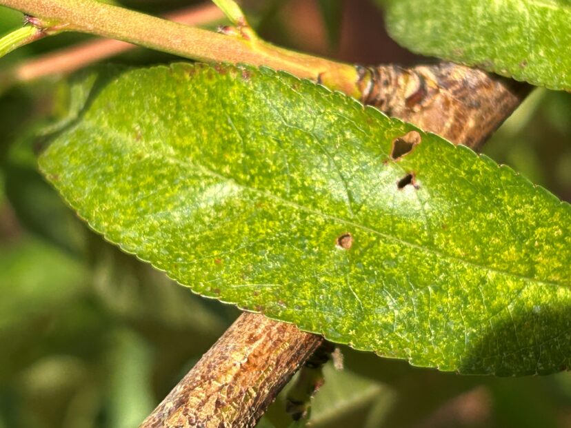 Stippling from severe spider mite feeding on Julyprince peach leaves. 